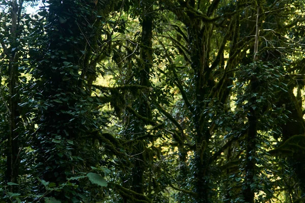 Troncs Arbres Dans Une Forêt Pluviale Humide Entrelacés Lierre Recouverts — Photo