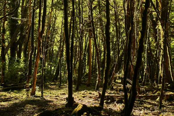 Buxus Colchica Mort Dans Forêt Buis Raison Invasion Teigne Buis — Photo