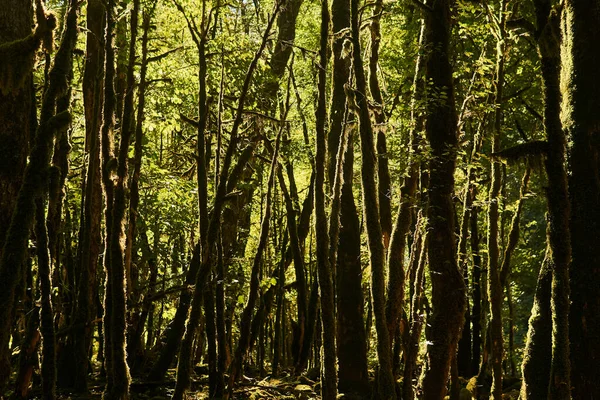 Rusya Nın Kafkasya Kentindeki Kutup Güvesinin Istilası Sonucu Boxwood Ormanındaki — Stok fotoğraf