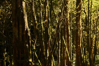 arka plan - ılıman yağmur ormanlarında yosun kaplı ağaç gövdeleri