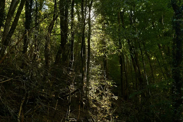 Les Rayons Soleil Fraient Chemin Travers Des Broussailles Troncs Arbres — Photo