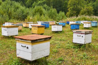 Renkli ahşap arı kovanlarıyla dolu bir ormandaki arılar.