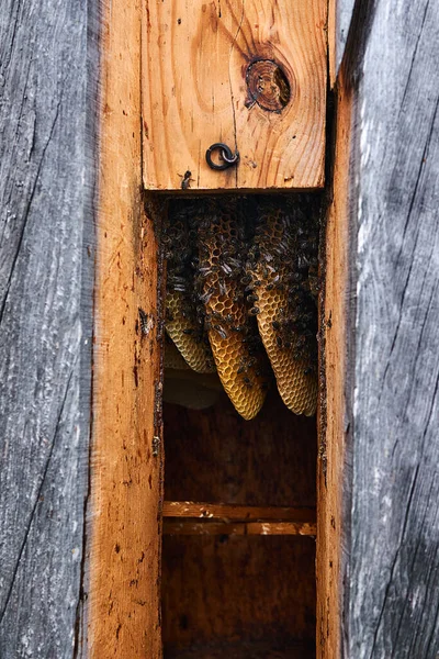 Honeycombs Natural Form Traditional Log Hive Brood Frames — Stock Photo, Image