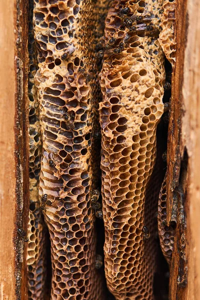 Honingraat Van Wilde Bijen Met Een Natuurlijke Vorm Close — Stockfoto
