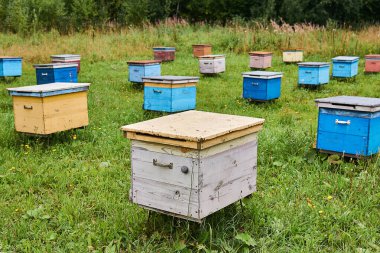 Renkli ahşap arı kovanlarıyla ormandaki bir arı kovanı.