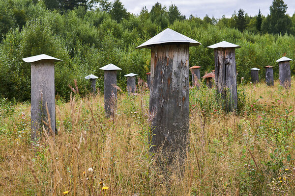 apiary for working with wild bees with traditional beehives - bee gums or log hives