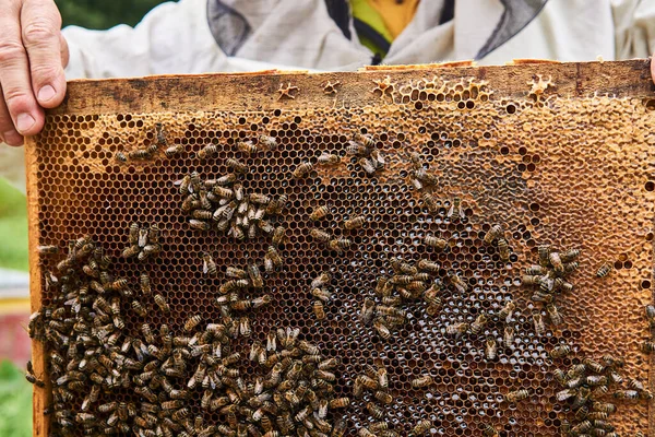 Beekeeper Holds Frame Dark Brood Combs Bees Crawling Them — Stock Photo, Image