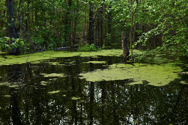 landscape - wooded oxbow lake with duckweed flooded during the spring flood