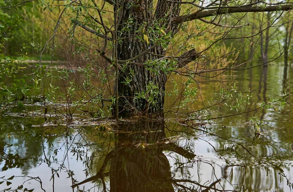 Wilg Stam Het Water Tijdens Lente Vloed — Stockfoto
