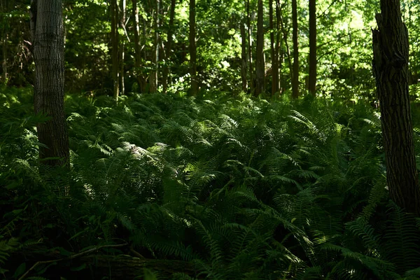 Broussailles Denses Fougères Forestières Ombre Entre Les Troncs Arbres — Photo