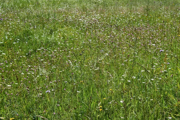 Background Blooming July Wild Meadow Temperate Latitudes — Stock Photo, Image
