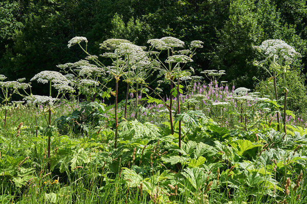 poisonous invasive weed Sosnovsky hogweed grows in the meadow