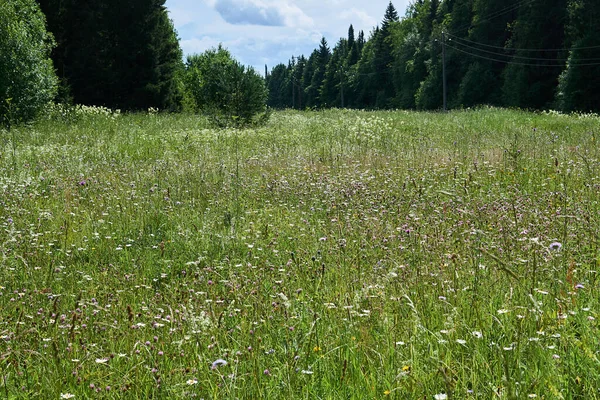 Landschaft Blühende Sommerwiese Auf Einer Lichtung Wald — Stockfoto