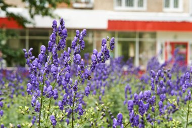 Bulanık bir kentsel arka planda, aconitin mor infloresansı