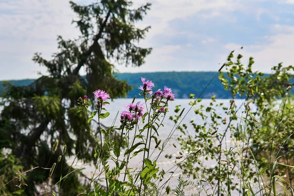 Cornflower Flowers Other Herbs Background Blurred River Landscape — Stock Photo, Image