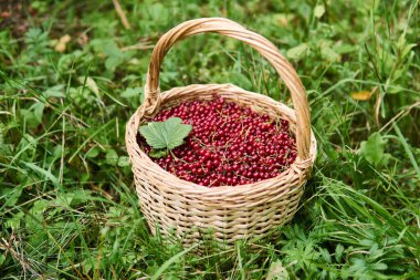 Kırmızı frenk üzümü dolu hasır sepet çimlerin üzerinde duruyor.