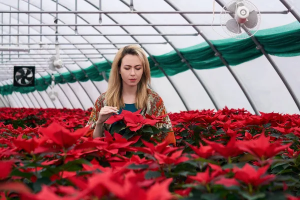 Молодая Женщина Смотрит Красный Poinsettia Цветы Оранжерее Зимний День — стоковое фото