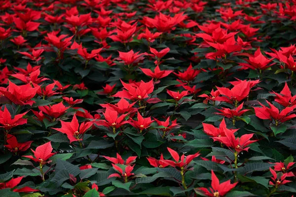 Muchas Flores Color Rojo Brillante Con Hojas Color Verde Oscuro — Foto de Stock
