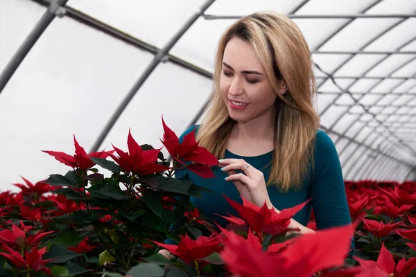 Молодая Женщина Любуется Пуансеттия Цветок Коммерческой Теплице — стоковое фото