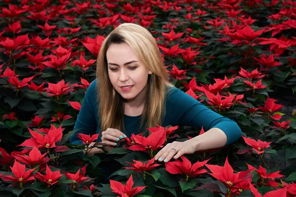 Jovem Mulher Entre Muitas Grandes Flores Poinsettia Vermelhas Escolhe Uma — Fotografia de Stock