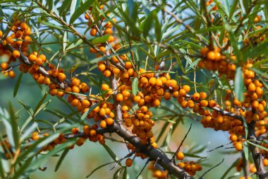 Yapraklı ve portakal meyveli deniz dikenli dallar