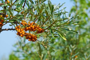 Yapraklı ve portakal meyveli deniz dikenli dallar