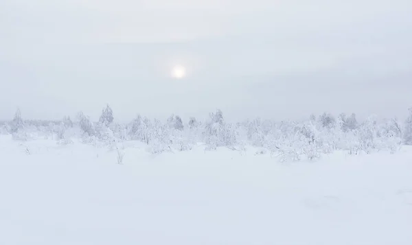 Белый Зимний Пейзаж Заснеженный Лес Горном Перевале Солнце Сияющее Сквозь — стоковое фото