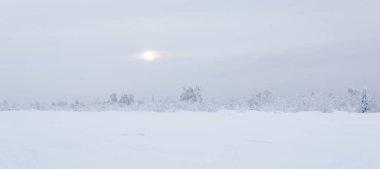 Beyaz kış manzarası. Orman tundrasında karla kaplı ağaçlar ve soğuk havalarda parlayan güneş.