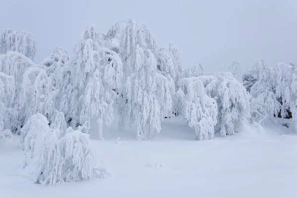 Белый Замерзший Зимний Горный Лес Деревья Покрытые Толстым Слоем Мороза — стоковое фото