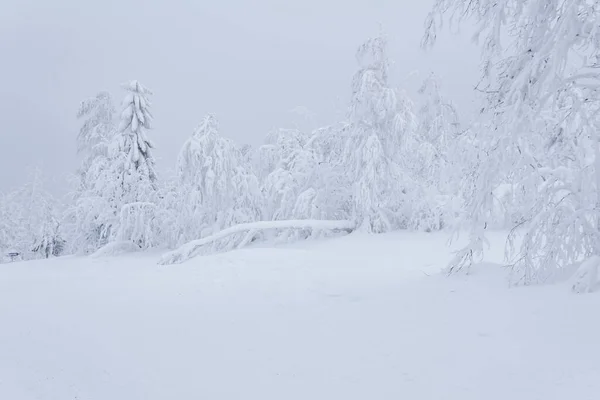 Biały Mrożony Zimowy Las Górski Drzewa Pokryte Grubą Warstwą Mrozu — Zdjęcie stockowe