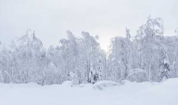 Зимний Природный Ландшафт Замерзшие Деревья Краю Снежной Поляны — стоковое фото