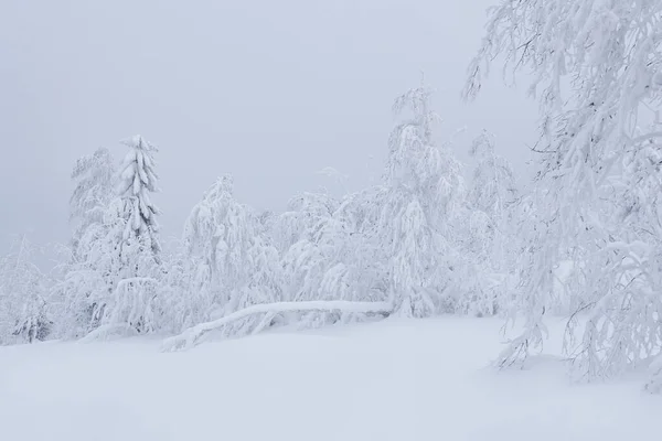 Paisaje Natural Invierno Árboles Congelados Alrededor Claro Nevado — Foto de Stock