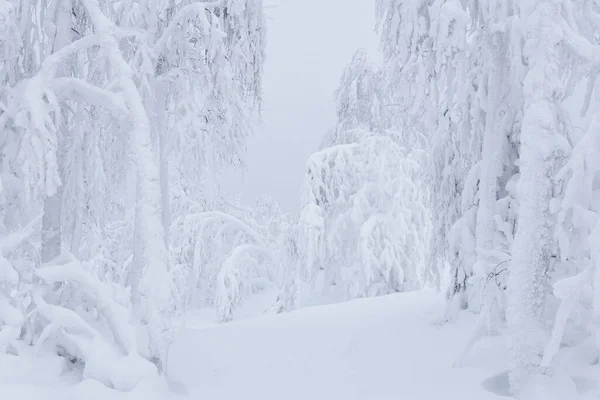 Śnieżna Zima Krajobraz Naturalny Mroźny Las Głębokim Śniegu — Zdjęcie stockowe