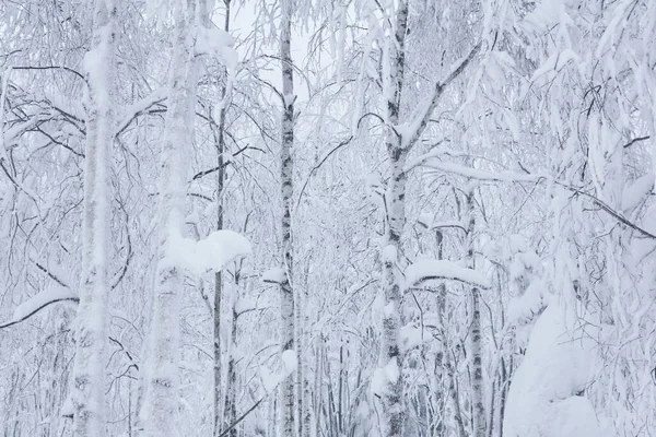Doğal Arka Plan Manzara Kar Sonrası Kış Huş Ağacı Korusu — Stok fotoğraf