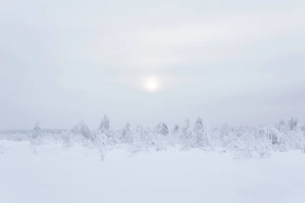 北部の冷たい風景 凍てつくような霞の中の深い雪の下で凍る森のツンドラ — ストック写真
