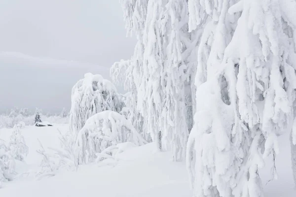 Деревья Кустарники Покрытые Снегом После Метели Фоне Туманного Морозного Горного — стоковое фото