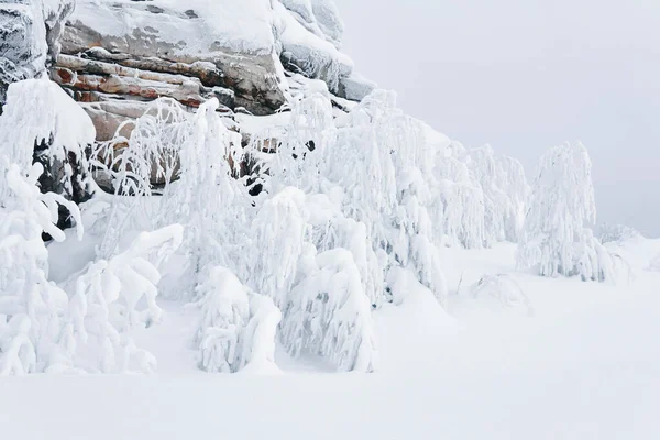 Frozen Rock Trees Rime Covered Branches Blizzard Mountain Pass Winter — Stock Photo, Image