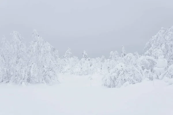 Bosque Montañoso Congelado Blanco Del Invierno Árboles Cubiertos Con Una — Foto de Stock