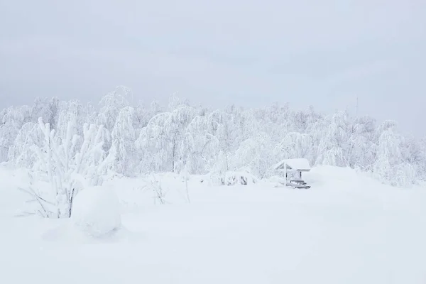 Paisaje Blanco Nevado Arbolado Con Cenador Cubierto Heladas — Foto de Stock