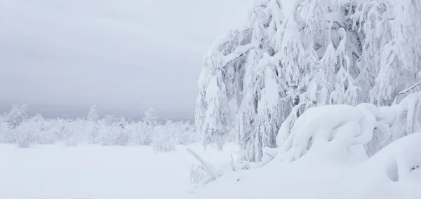 Dağdaki Ağaçlar Kış Manzarası Kardan Sonra Kar Buzla Kaplı — Stok fotoğraf