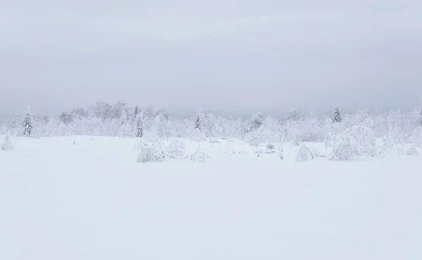 Paisagem Fria Norte Floresta Congelada Tundra Sob Neve Profunda Uma — Fotografia de Stock