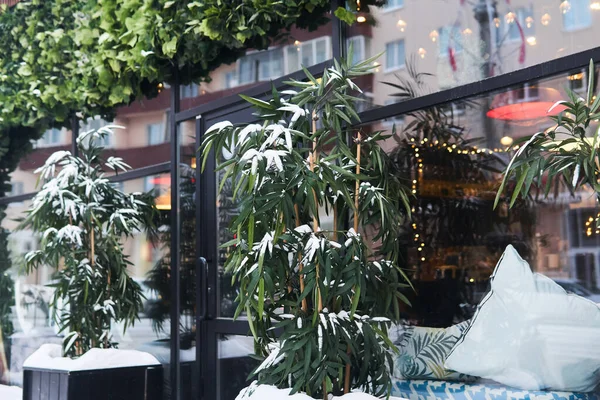 Bambú Cubierto Nieve Frente Las Puertas Café Calle — Foto de Stock