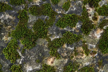 arka plan, doku - doğal kaya yüzeyinde yeşil yosun lekeleri