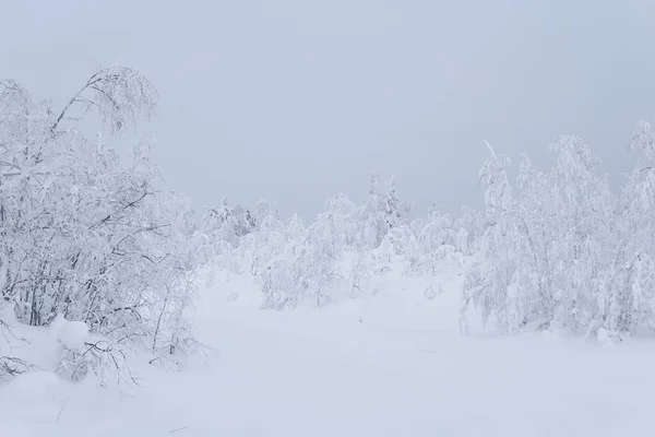 Invierno Camino Cubierto Nieve Través Bosques Helados — Foto de Stock