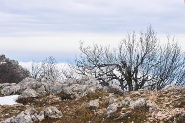 Kış dağ manzarası, uçurumun kenarında yapraksız ağaç, altında bulutlar var.