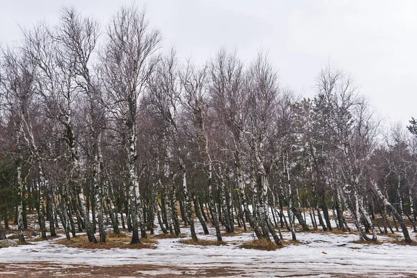 Hutan Birch Dengan Patch Mencair Antara Salju Awal Musim Semi — Stok Foto