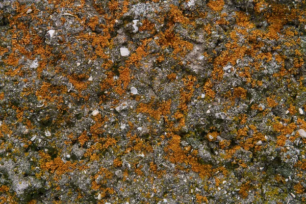 Tło Tekstura Powierzchnia Wapiennej Skały Muszlami Skamieniałymi Pokryta Porostem Pomarańczowym — Zdjęcie stockowe
