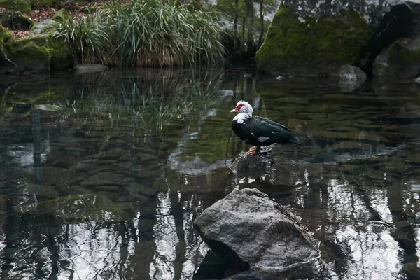 Μοναχική Πάπια Muscovy Στέκεται Μια Πέτρα Στη Μέση Μιας Λίμνης — Φωτογραφία Αρχείου