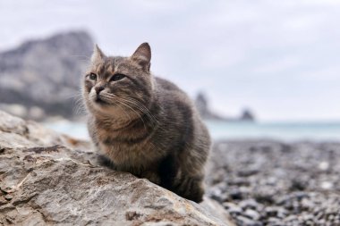 Gri kedi, bulanık bir deniz kıyısının arka planına yakın bir kayanın üzerinde oturur.