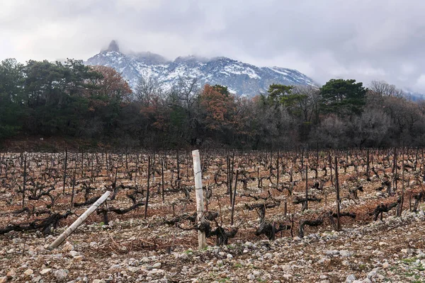Vines Cut Winter Vineyard Backdrop Winter Mountains — Stock Photo, Image